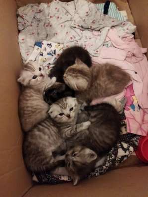 Scottish fold. male, Scottish strait female. Document