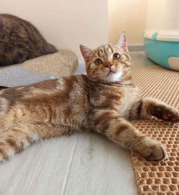 Шотландские котята фото 6