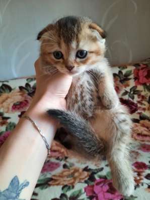 Шотландский вислоухий мальчик
