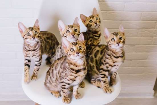 Бенгальские котята
