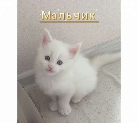 Котята мейн кун в Красногорске фото 4