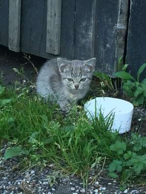 SOS котёнок и кошка в Москве фото 5
