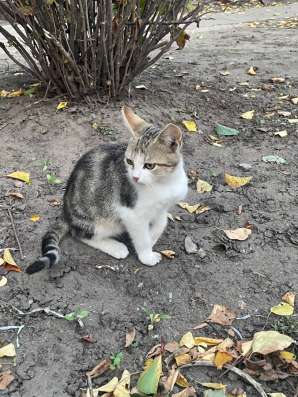 Котята в добрые руки срочно в Россоши
