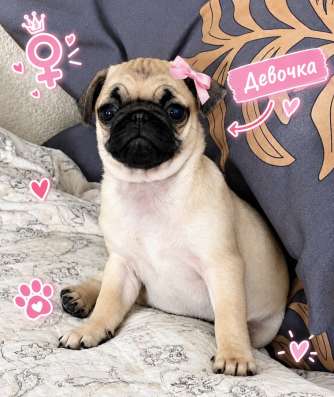Щенки мопса — продажа, готовы к продаже