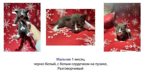 Котята в добрые руки. Чита