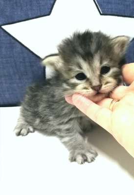 Котята Курильский бобтейл