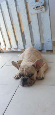 French Bulldog