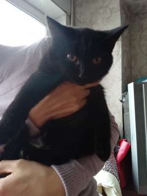 Котята черные 6 месяцев