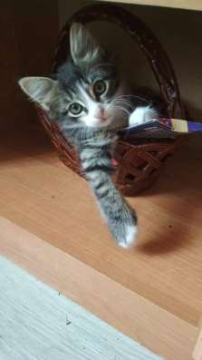 Умные котята ищут добрых хозяев