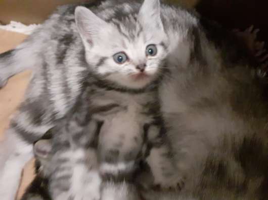 Котята Шотландские