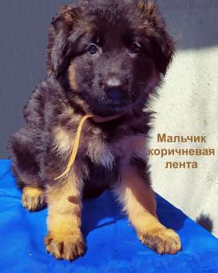 Щенки Немецкой Овчарки фото 8