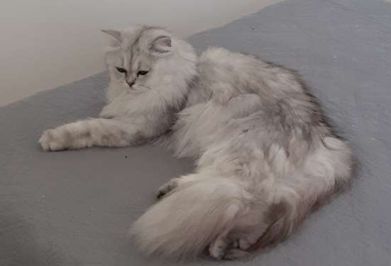 Британские котята фото 3