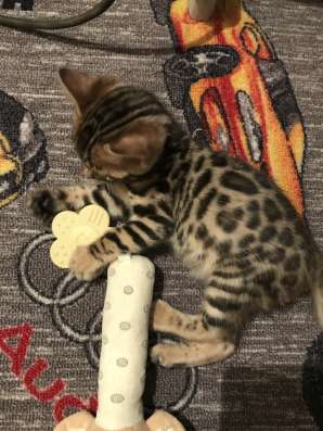 Бенгальские котята