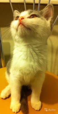 Британские котята
