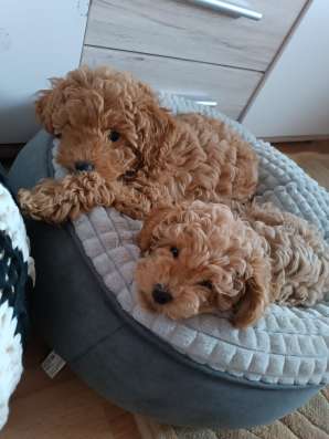 Продам пуделя фото 3