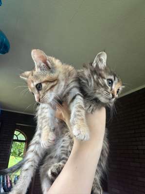 Котята в добрые руки в Можайске фото 3
