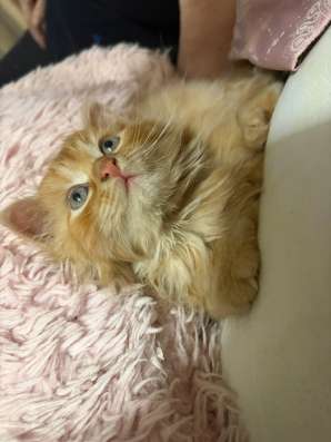 Котенок в добрые руки в Зеленограде