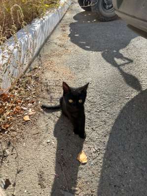 Бездомный котенок в Орске