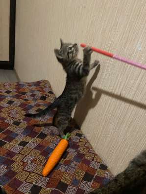 Котенок в Москве