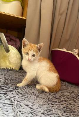 Котенок в добрые руки в Долгопрудном