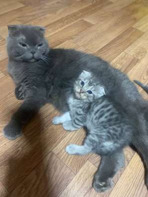 Котенок Шотландский вислоухий