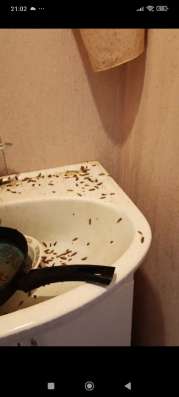 Уничтожение насекомых в Челябинске
