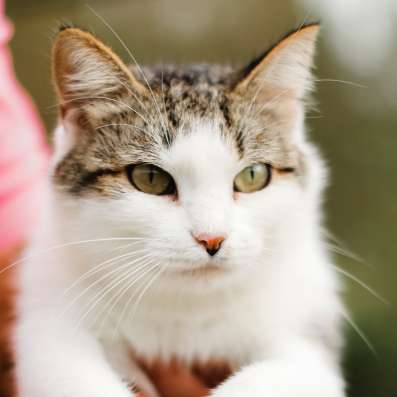 Ося. Самая уютная кошка