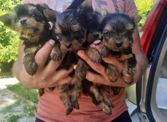 Щеночки йоркширского терьера в Иркутске фото 5