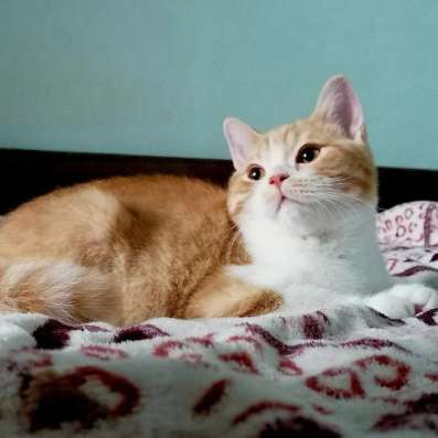 Британский котенок