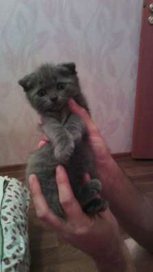 Продаются британские котята фото 5