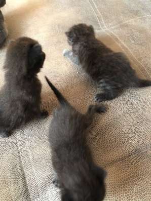 Британские котята в Казани фото 5