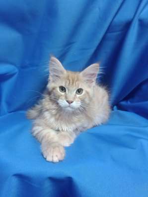 Red Maine Coon, boys фото 3