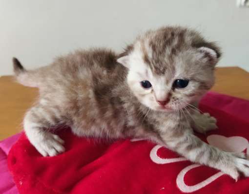 Скоттиш фолд и Скоттиш страйт шиншиллыРодословная фото 6
