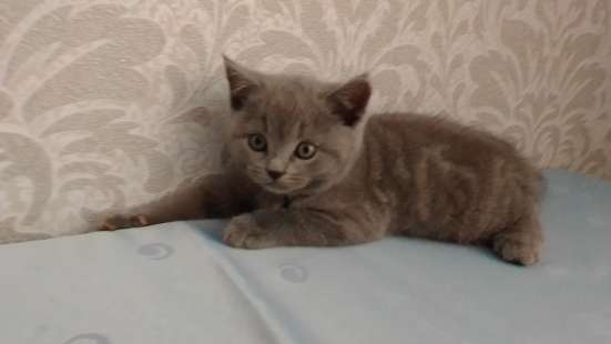 Шотландські кошенята фото 4