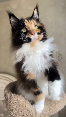 Красивая кошка