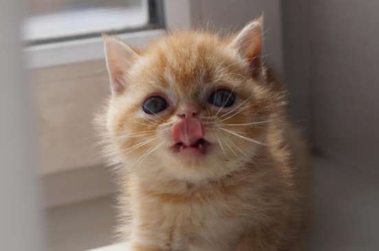 Котята ЭКЗОТЫ
