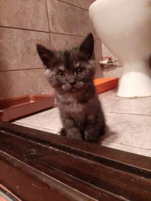 Шотланские котята фото 7
