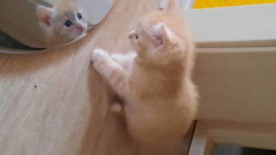 Отдам котёнка в добрые руки в Оренбурге