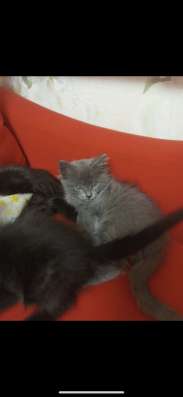 КОТЯТА В ДОБРЫЕ РУКИ в Нижнем Новгороде фото 4