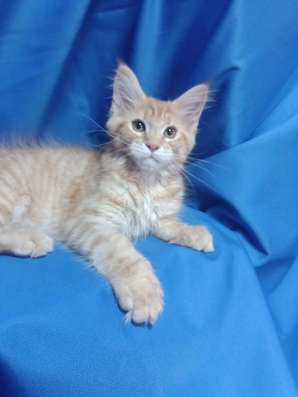 Red Maine Coon, boys