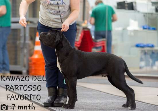Black cane corso male фото 6