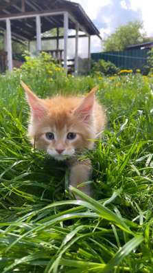 Kitten MaineCoon в Москве фото 6