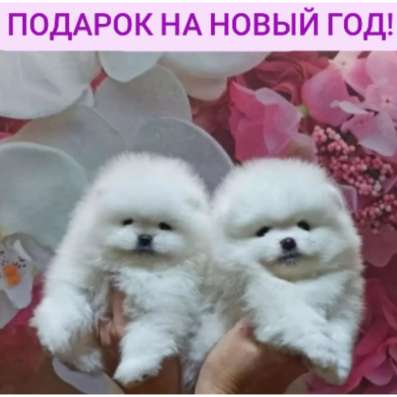 Белое счастье! Продам померанских шпицов!