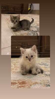 Котята Невские маскарадные