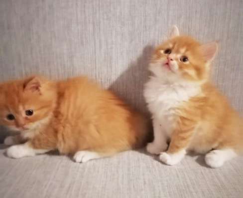 Котята персидские