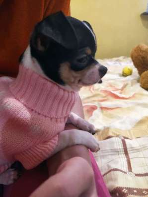 Girl Chihuahua фото 3