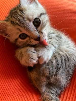 Котята (мальчики) в Набережных Челнах фото 9