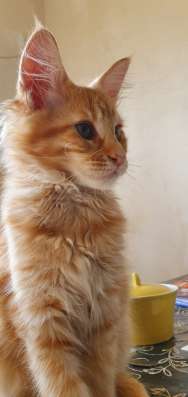 Мейн кун котята фото 13