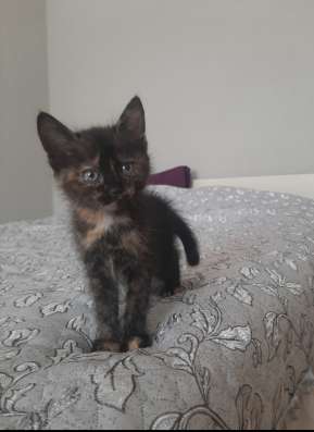 Котята в хорошие руки фото 3