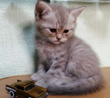 Шотландские котята в Кирове фото 9